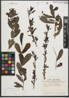 Foto von Salix purpurea L.